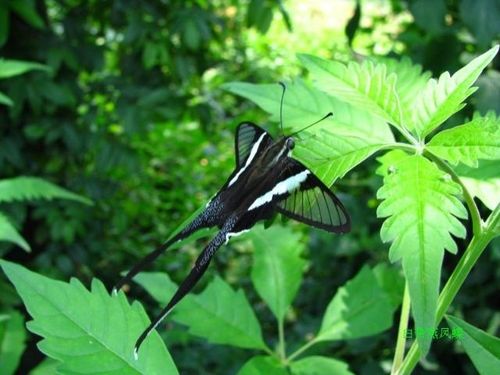 燕尾凤蝶,粉白燕凤蝶,珍蝶,蜻蜓蝶,白带燕尾凤蝶,白带燕凤蝶.
