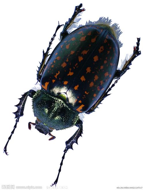 近年该虫在北方老桑园中为害猖獗,有的寄生率高达60一80%.