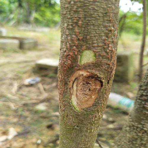 我们其中的一个培育基地奇楠树苗是由野生的奇楠种母树的枝条嫁接的