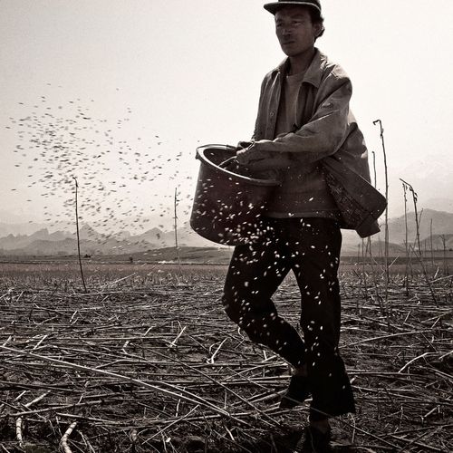 撒种子者--副标题--一个牧民到农民的转变