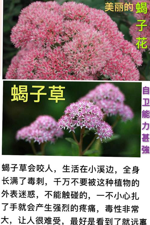 蝎子花虽然很美,但它够毒,够灵敏,当你走近蝎子草时,它枝叶便主动地