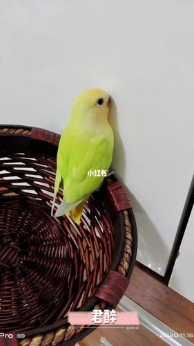 手养牡丹鹦鹉之金头澳桂闪_牡丹_手养牡丹鹦鹉_宠物