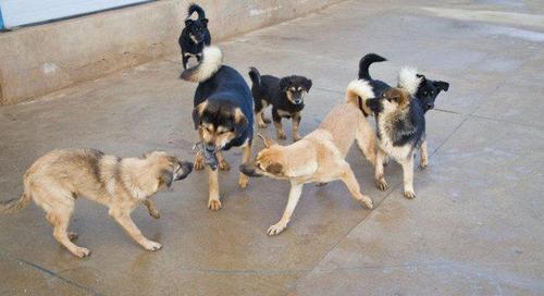 农村土狗狗王,带领一群狗小弟四处捉老鼠!方圆5里,老鼠灭绝了