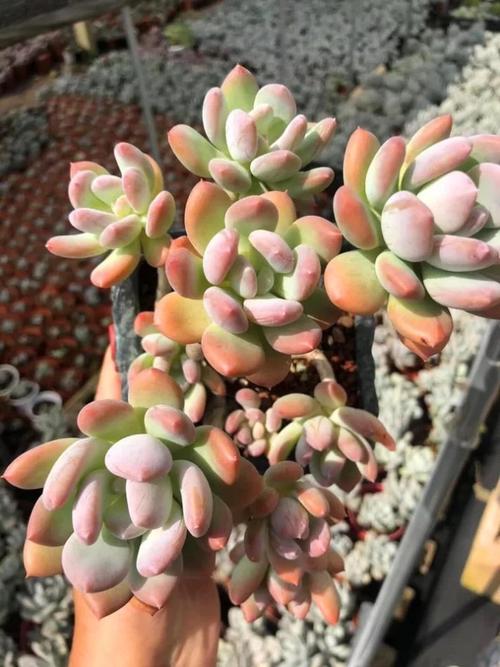 多肉植物灰姑娘老桩