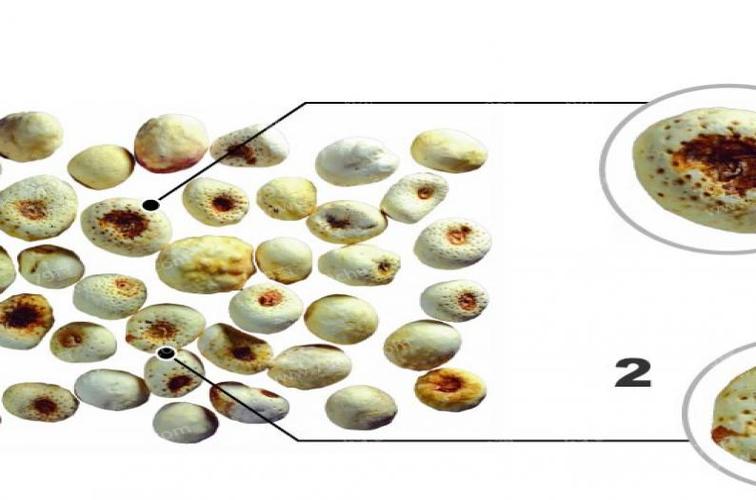 中国药典法半夏_法半夏_法半夏的图片_中药法半夏_法