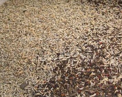 蝇蛆养殖的可行性,变废为宝-蝇蛆养殖