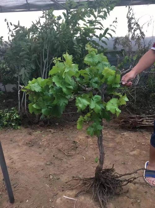 葡萄树苗萄葡树苗水果树苗南方北方种植四季盆栽地栽爬藤当年结果
