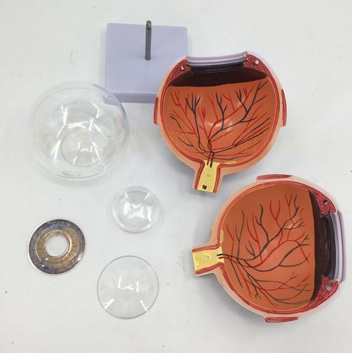 眼球模型 眼球结构 眼构造模型 教学医学演示 生物器材