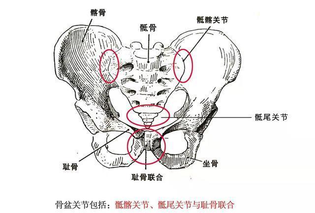 正骨整脊学习之《脊椎矫正之骨盆的认识》