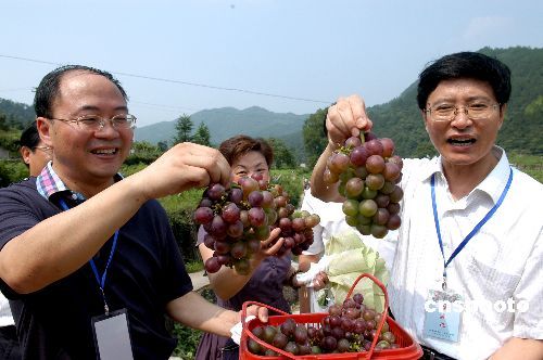 国内新闻 国内要闻 时事   宋村葡萄示范基地位于安徽歙县东部桂林镇