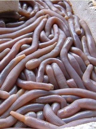 沙虫[一种穴居爬行环节动物]