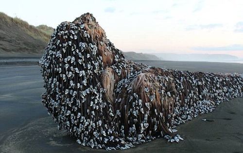 新西兰海滩为何惊现巨型藤壶覆盖体?