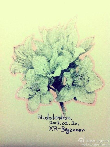 卡斯诺尔 花语:请原谅我