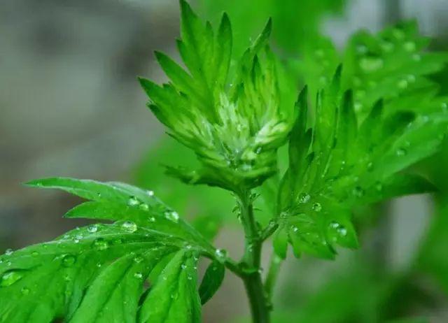 艾叶草是一种生长于田间的一种草本植物,清明时节,是这种草长得最好的
