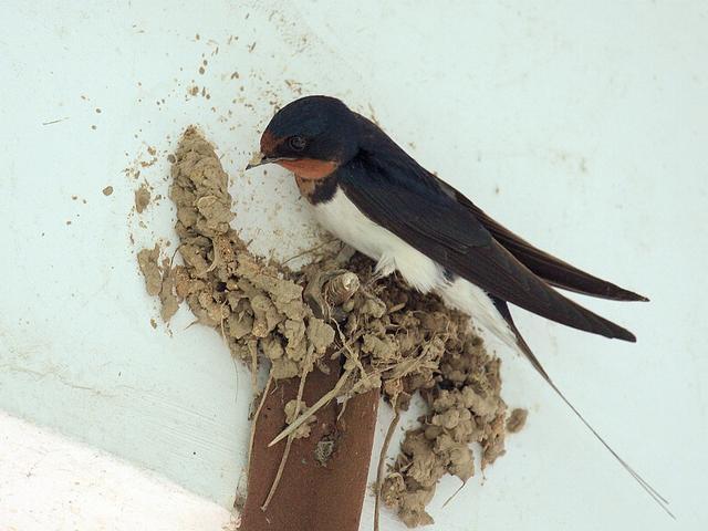 农村的屋檐上经常有燕子来搭窝,这是好事么?