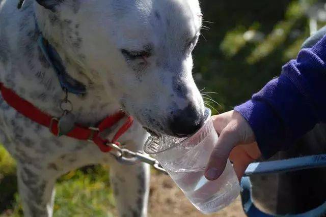 狗狗"水"中毒后如何第一时间急救?