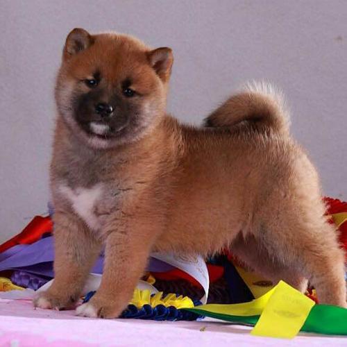 柴犬幼犬纯种双血统赛级日本柴犬活体宠物狗狗家养小型犬八公犬