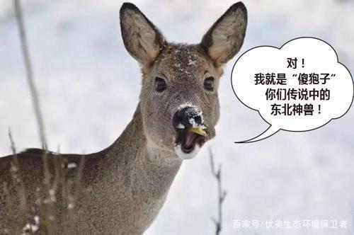 被人们称为"傻狍子"的这种动物,为何会进化出"蠢萌"的特征?