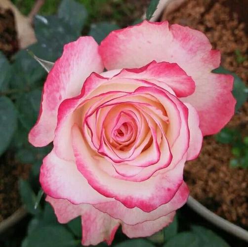 红唇新品切花月季月季花花苗特别漂亮盆栽阳台花卉