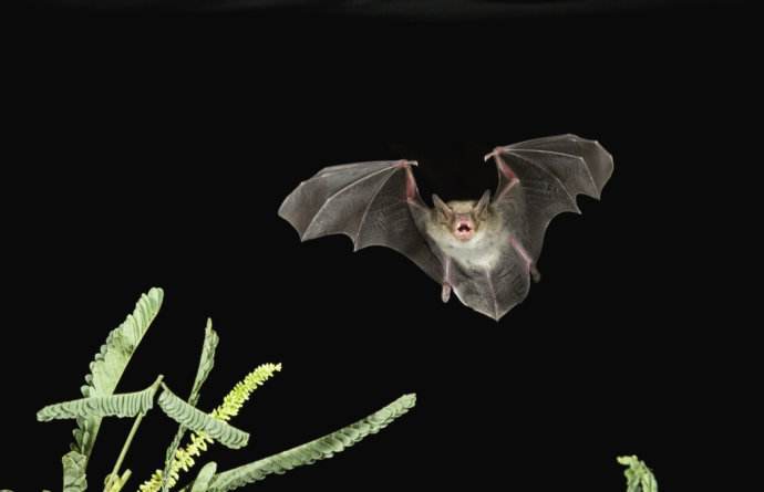 州立大学国际物种勘测协会(international institute for species