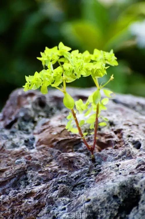 恒大帝景:论一颗石头的自我修养