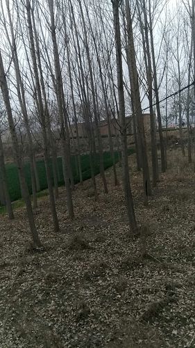 河南省许昌市禹州市燕磨路靠近杨树园天气预报