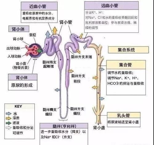 肾功能检查包括肾小球滤过功能和肾小管重吸收,酸化等功能的检查.