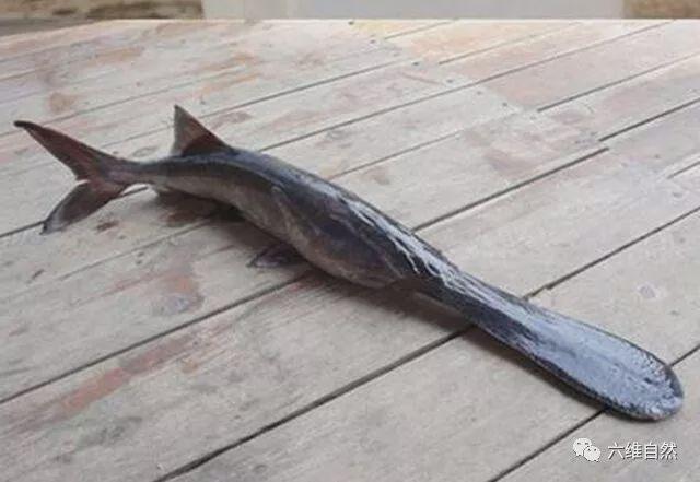 一种珍稀鲟鱼类,长着比鸭子还长几倍鸭嘴,容易被误认为是鸭嘴兽