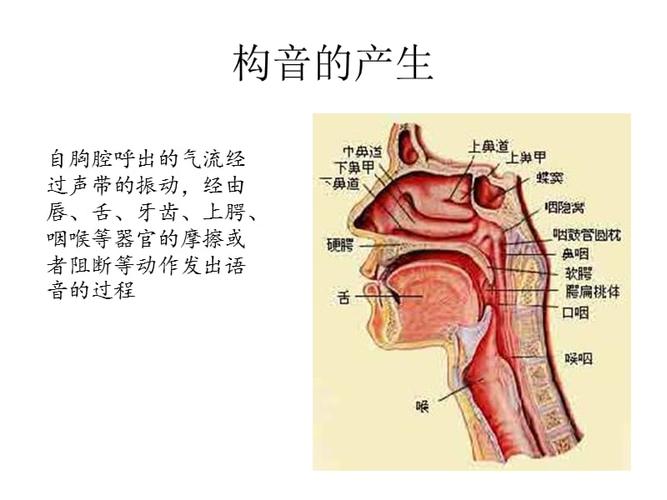 构音障碍治疗技术ppt