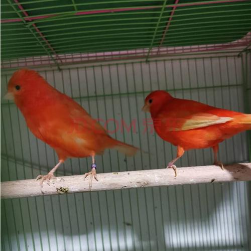 活体玉鸟绿桂皮山东黄玉鸟鸣唱鸟辣椒红玉鸟扬州玉鸟