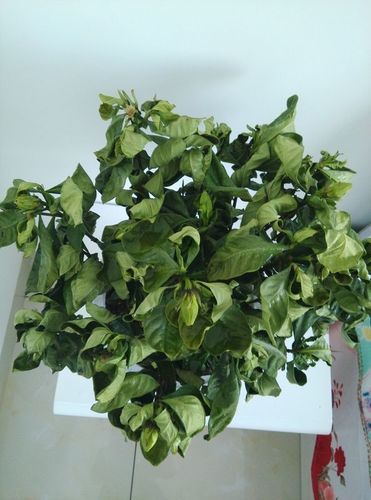 栀子花叶子变干怎么办!