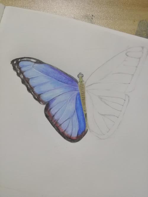 蓝色的蝴蝶--彩铅画