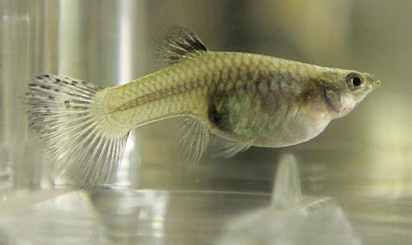 我不需要你告诉我临产的时候有什么表现,这些我都执蠹铱纯次业孔雀鱼