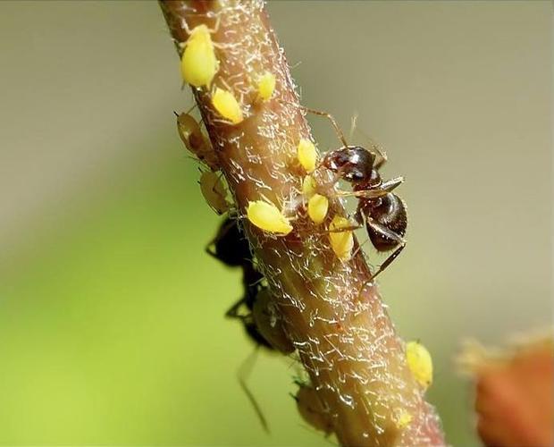 草莓蚜虫,来看看怎么防治