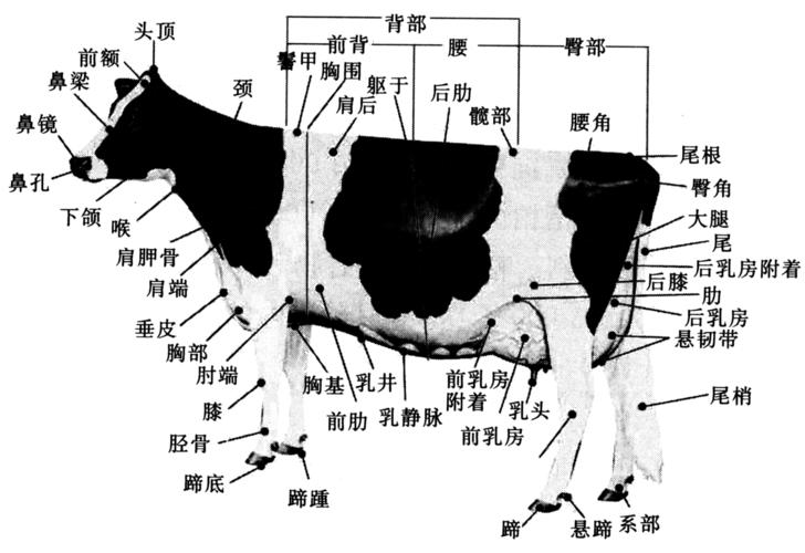 奶牛各部位的名称是什么?