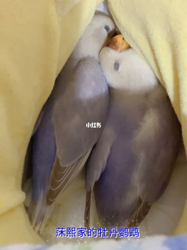 牡丹鹦鹉薰衣草成长记_鹦鹉_牡丹_牡丹鹦鹉_宠物_宠物