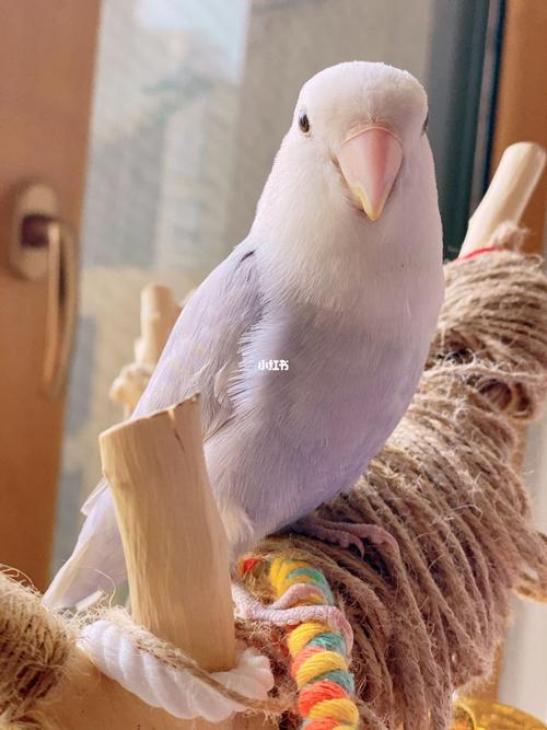 你怎么那么好看/紫薰牡丹鹦鹉_鹦鹉_牡丹_手养牡丹鹦鹉_宠物_宠物其他