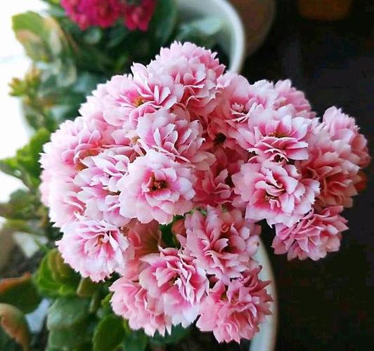 这种长寿花名叫阿兰朵,花朵是非常好看的粉白色,花瓣数量奇多,开花量