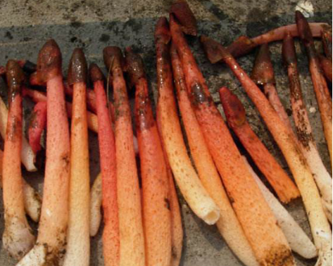 蛇头菌是红鬼笔吗?如何区分蛇头菌和红鬼笔?