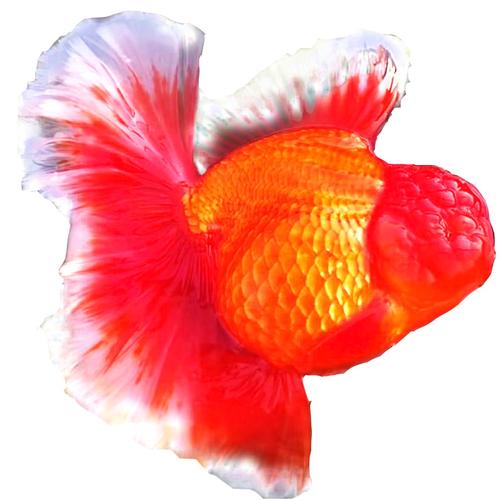 泰狮巨人金鱼百褶裙黑泰红白精品百褶f1观赏鱼鱼