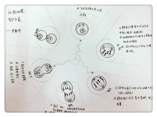 柴静莎:动物细胞有丝分裂模式图