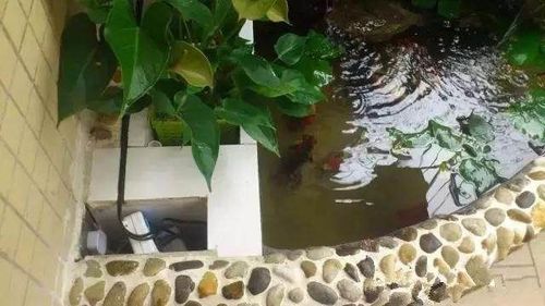 农村父亲在阳台砖砌鱼池成本不过200元小区邻居纷纷来模仿