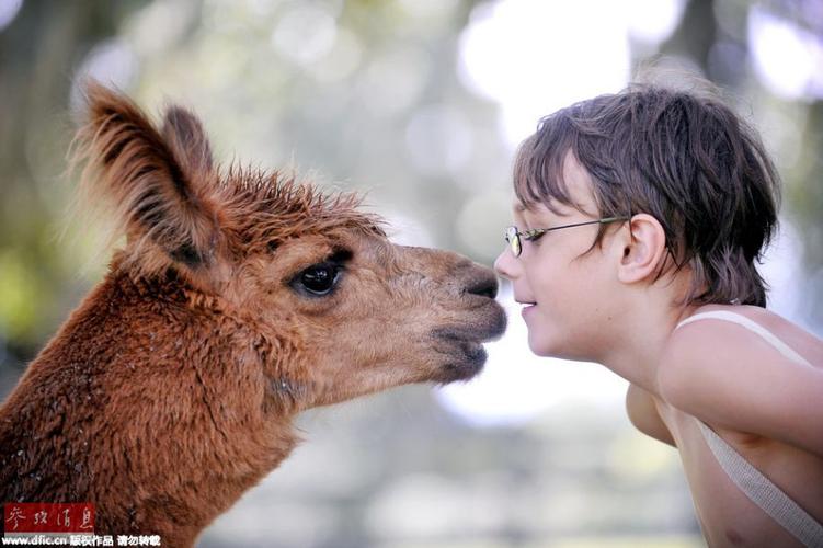 人和动物的感人故事作文