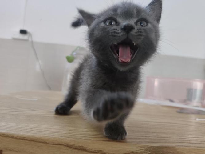 中长腿蓝猫弟弟500小偿找领养
