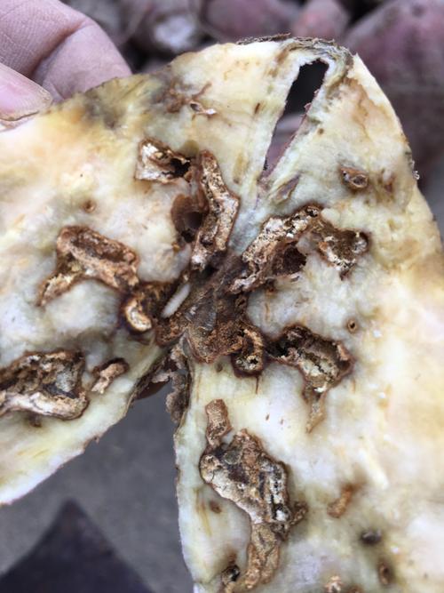 无处不在的棉虫,咬烂我的衣服还吃掉农民伯伯的菜和红薯