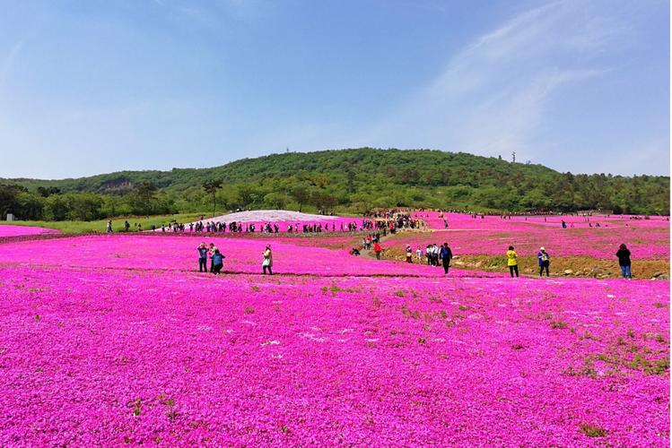 句容芝樱小镇好玩吗,句容芝樱小镇景点怎么样_点评