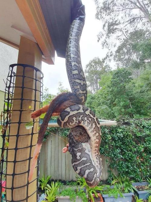 堪比狂蟒之灾!照片显示澳大利亚饥饿的巨大蟒蛇正在吞噬大负鼠