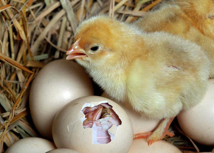 孵化小鸡
