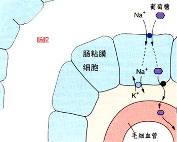 主动吸收的简介