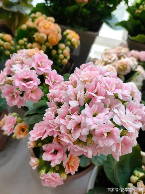 记录长寿花开花的状态